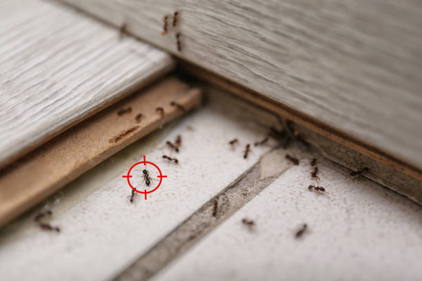 Best Cockroach Control Services  in , RI