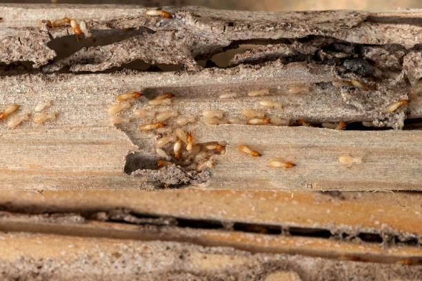 Best Wasp Removal Services  in , RI